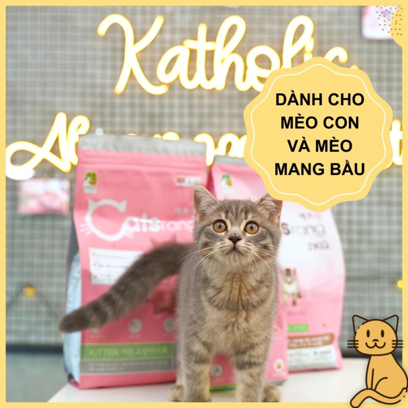 thuc an hat cho meo con catsrang kitten 1