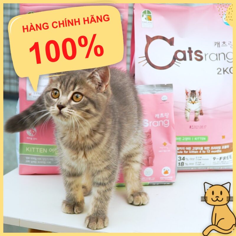 thuc an hat cho meo con catsrang kitten 2