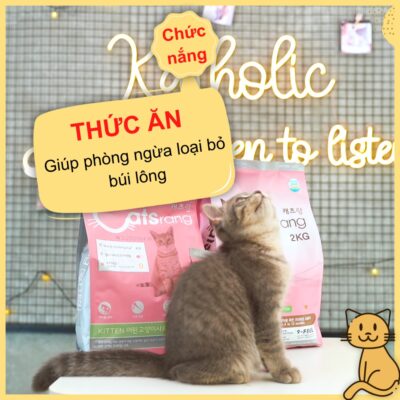 thuc an hat cho meo con catsrang kitten 3