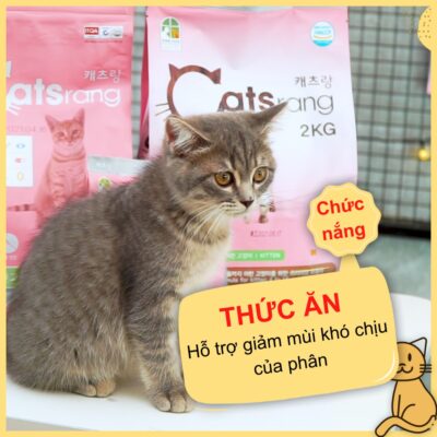 thuc an hat cho meo con catsrang kitten 4